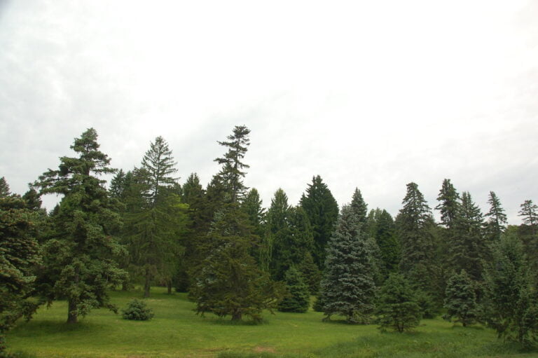 A vast, tranquil park with various types of evergreen trees under an overcast sky.