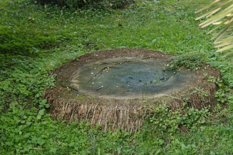 A cut tree stump with a flat top covered in small puddles surrounded by green grass and plants.
