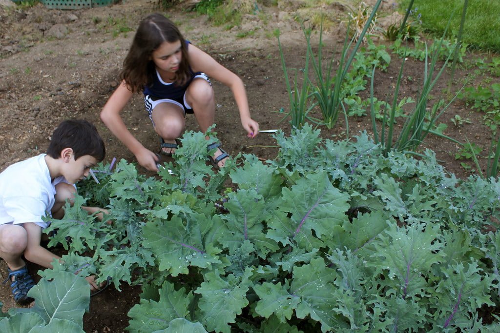 Two children, a girl, and a boy, are gardening among leafy green plants, possibly kale, in a backyard garden with onion plants visible in the background.