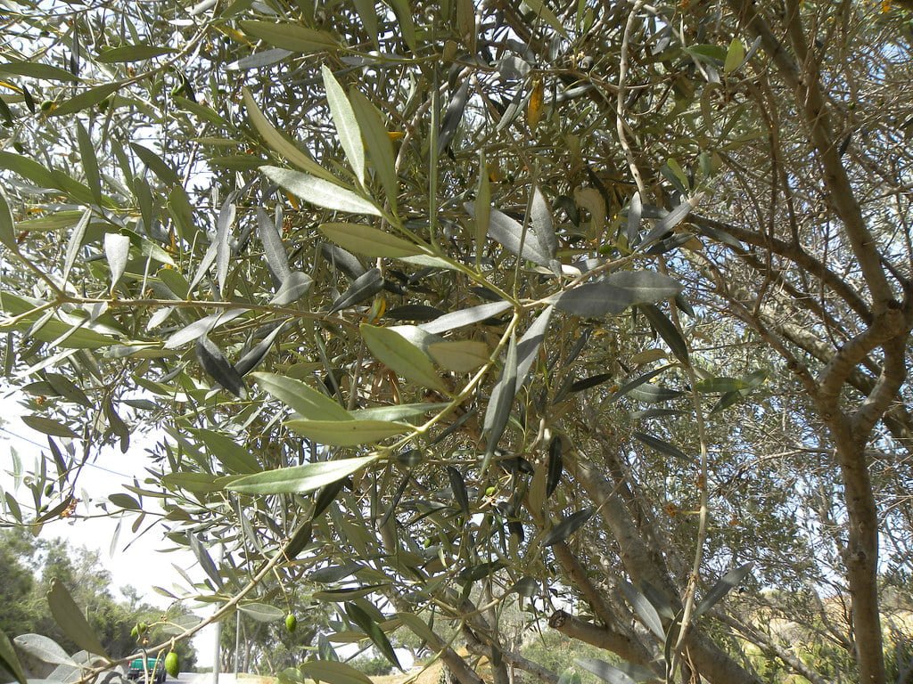 An olive tree with dense foliage, showcasing a close-up view of its gray-green leaves and some unripe olives, with a blurred background hinting at a sunny outdoor setting.