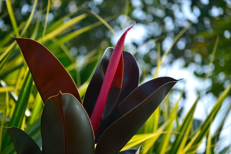Red and brown rubber plant leaves against a blurred background of green palm fronds.