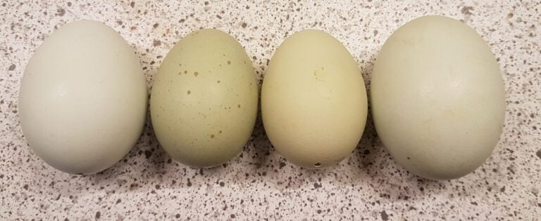 Four eggs with varying shades of green placed in a row on a speckled countertop.