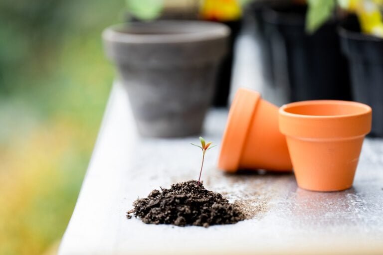 A small plant sprouting from a mound of soil on a white surface with out-of-focus terracotta pots in the background.
