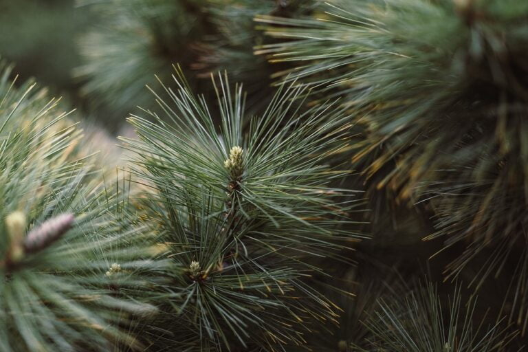 Close-up photo of pine tree branches with long, thin green needles and some immature cones.