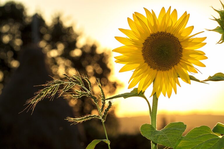 A vibrant sunflower in sharp focus with the sun setting in the background, creating a warm backlight and bokeh effect.