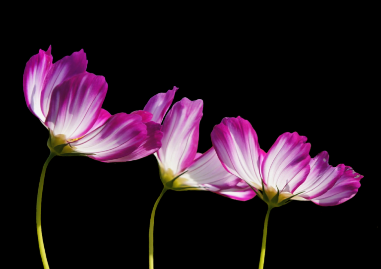 Three vibrant pink cosmos flowers with delicate petals on thin stems, set against a solid black background.