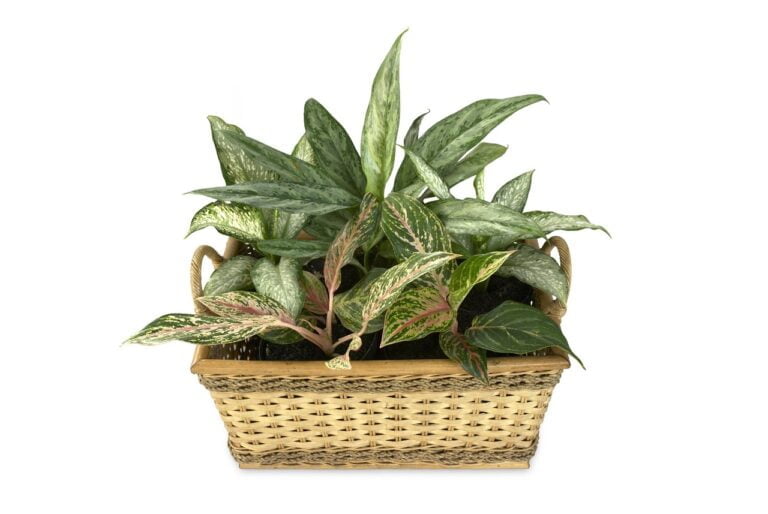 A variety of green houseplants with variegated leaves in a woven wicker basket on a white background.
