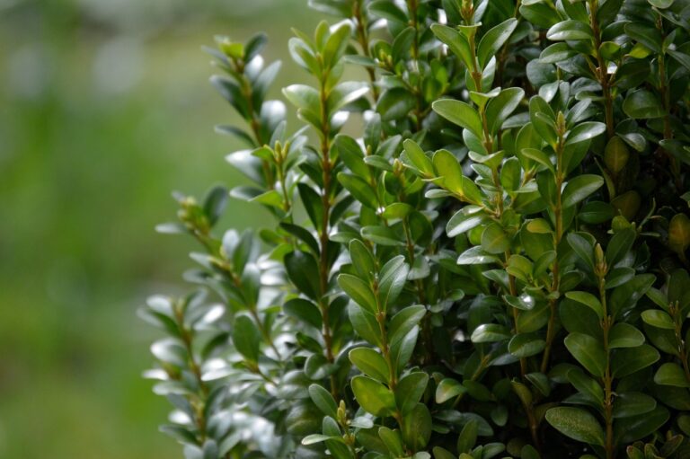 Close-up of a lush green buxus (boxwood) bush with a soft-focus background.
