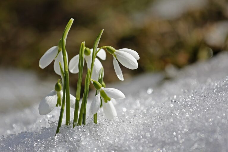White snowdrop flowers emerging from melting snow, with sunlight glinting off the ice crystals.