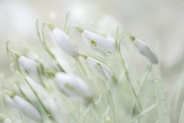 A close-up of delicate white snowdrop flowers with soft focus on a dreamy light background.