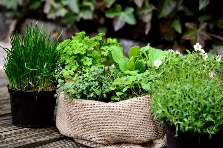 A selection of fresh culinary herbs in pots on a wooden surface, with some placed in a burlap sack.