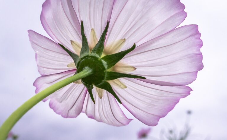 A close-up of a pink cosmos flower viewed from below showing the green sepal and stem against a blurry background.