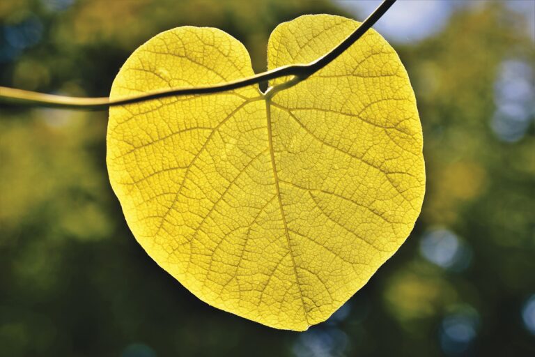 A close-up of a sunlit, heart-shaped leaf displaying detailed vein patterns against a soft-focus background of green foliage.
