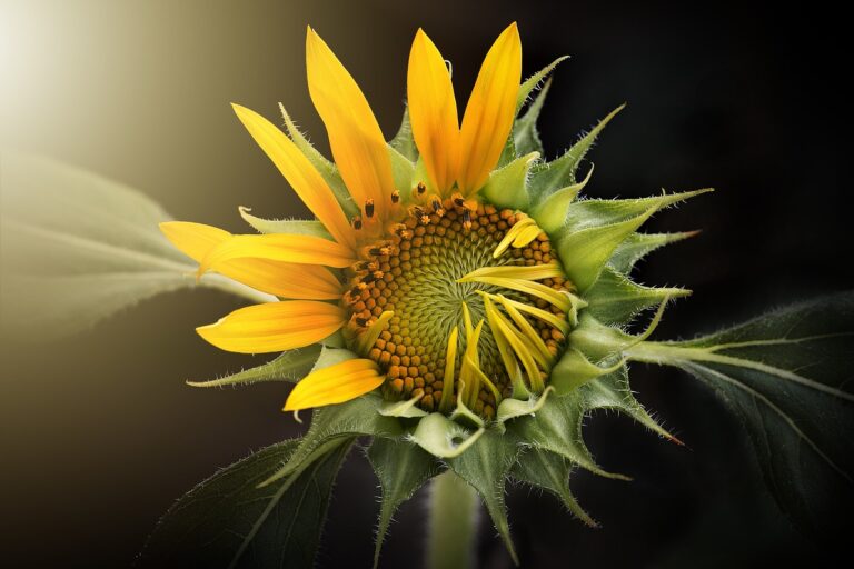 A close-up image of a partially bloomed sunflower against a dark background, with sunlight illuminating its bright yellow petals and green sepals.