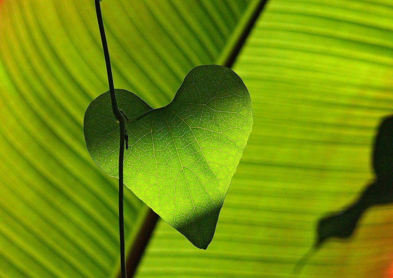 A heart-shaped leaf silhouetted against a bright green banana leaf with light shining through, highlighting the leaf's intricate vein pattern.