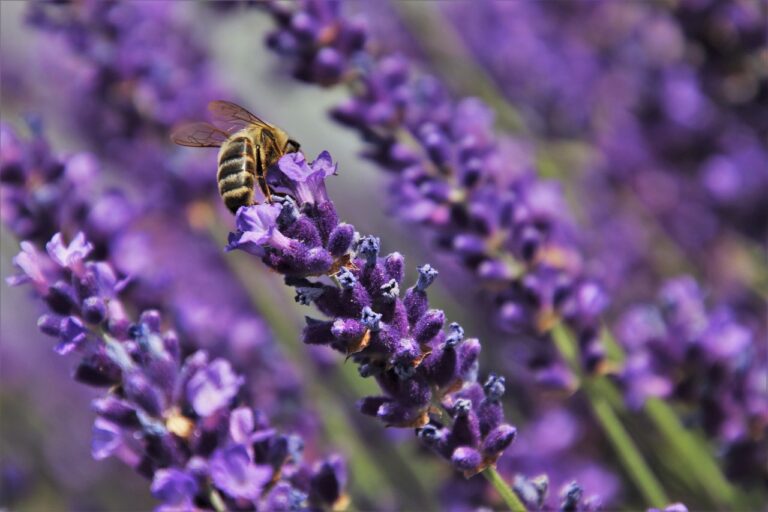 A bee collecting nectar on purple lavender flowers.