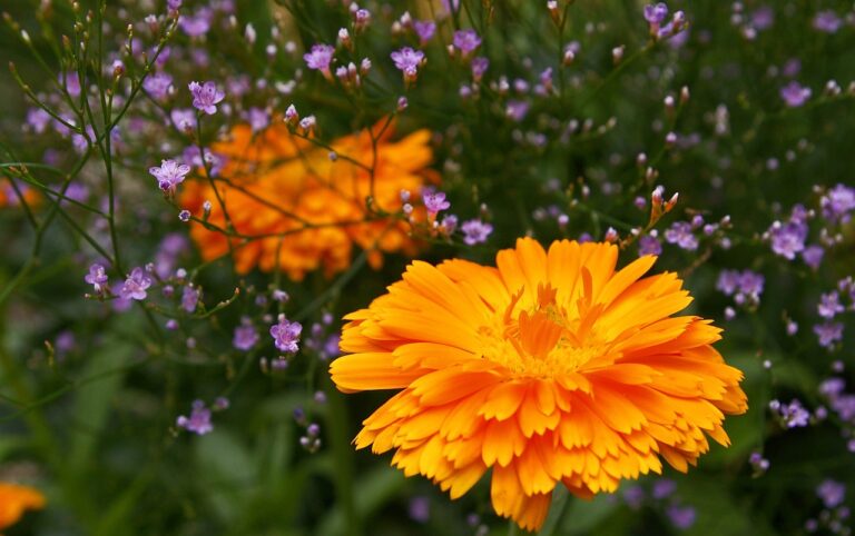 A vibrant orange marigold in focus with delicate purple flowers and greenery in the background.