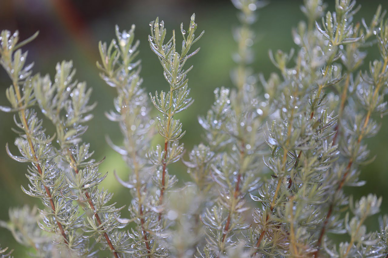 Close-up of dew-covered plant with fine needle-like leaves, with a soft focus background.