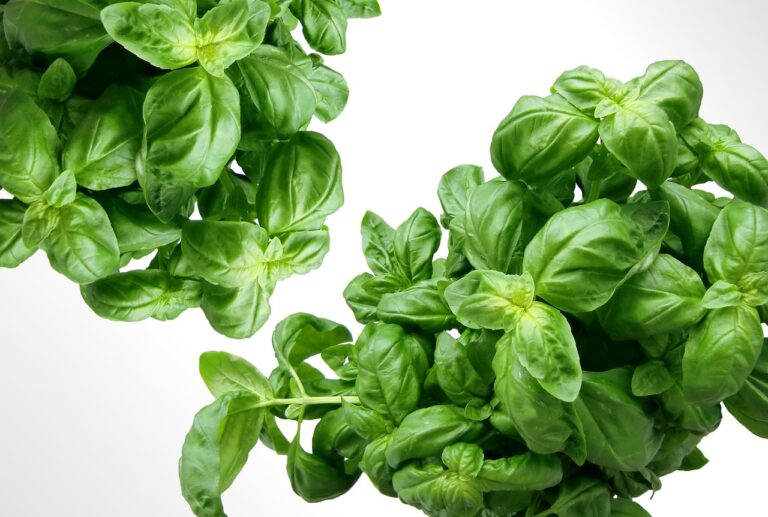 Two bunches of fresh green basil leaves on a white background.