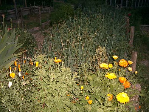 A garden with marigolds in the foreground and taller green plants in the background, possibly herbs, surrounded by a rustic wooden fence at twilight.