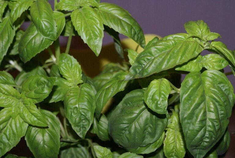 Close-up of fresh green basil leaves on a basil plant.