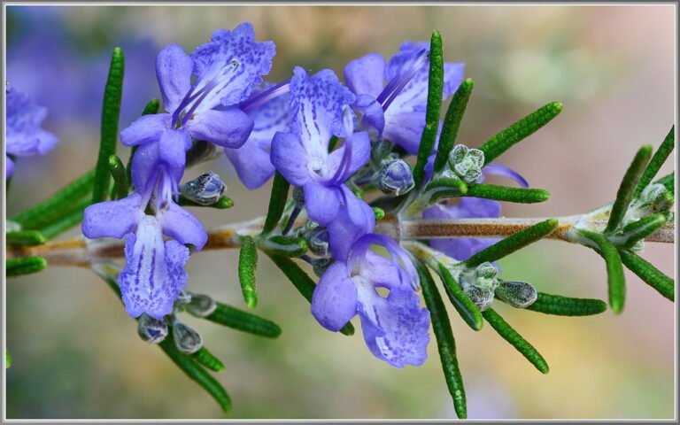 Close-up of vibrant purple rosemary flowers with surrounding green needle-like leaves against a soft-focus background.