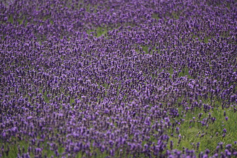 A vast field densely packed with blooming purple lavender plants.