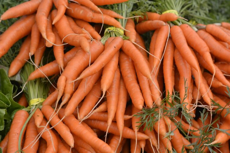 A pile of fresh, vibrant orange carrots with green tops, bundled together.