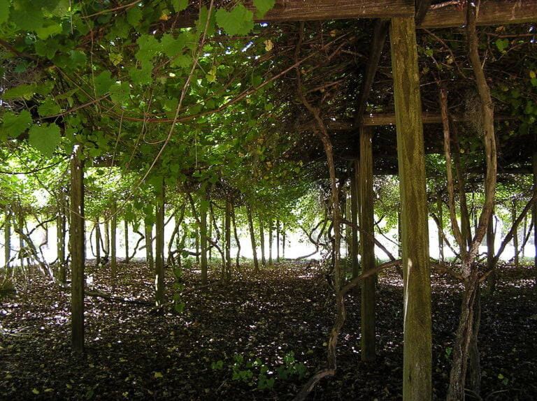 A pergola covered with dense vines and surrounded by a forest floor covered in leaves, with light filtering through the foliage.