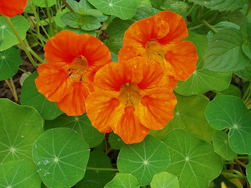 Three vibrant orange nasturtium flowers with round green leaves in a garden.