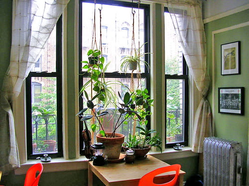 A cozy room with a wooden table and two orange chairs facing a window surrounded by sheer curtains with several potted plants on the windowsill. The walls are adorned with framed pictures, and a classical radiator is visible to the left.
