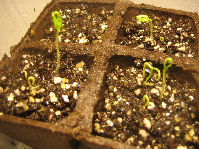 Seedlings sprouting in soil-filled compartments of a biodegradable germination tray.