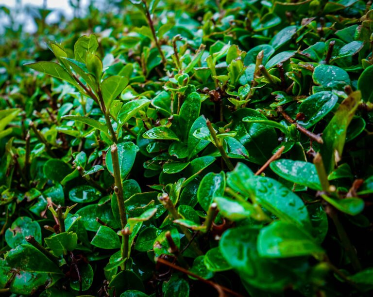 Lush green leaves covered in water droplets, with a close-up focus on the wet foliage.