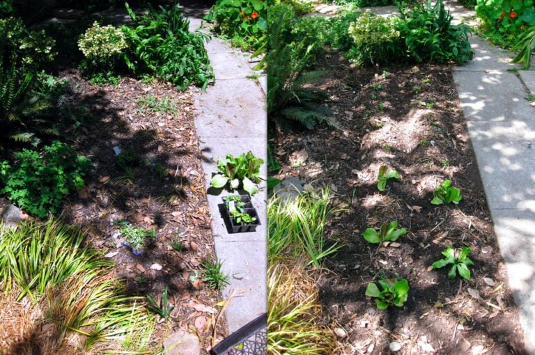 A garden pathway flanked by freshly planted green leafy vegetables and various plants, with sunlight casting shadows on the soil.