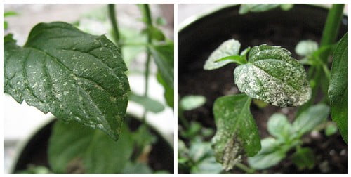 Guide to Watering Mint Plants – Planting Guys