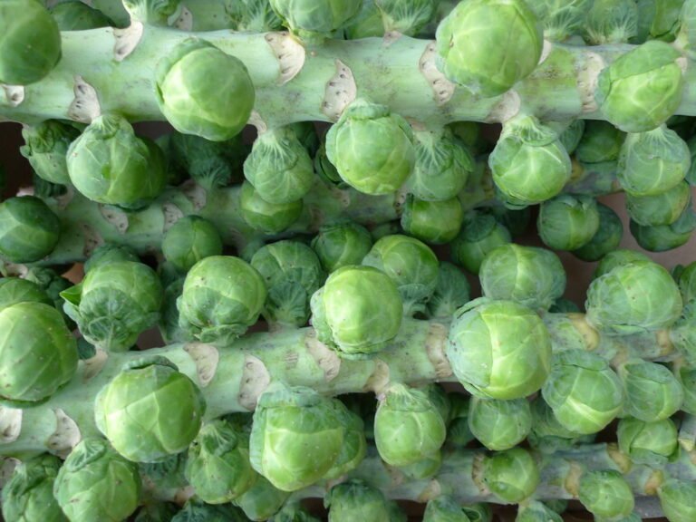 Stalks of Brussels sprouts with multiple sprouts attached to each stem, displayed in a close-up view.