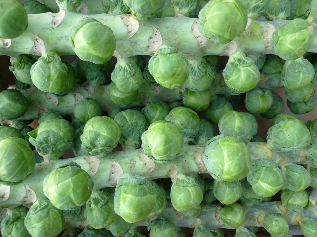 Understanding the Different Stages of Growing Brussels Sprouts ...