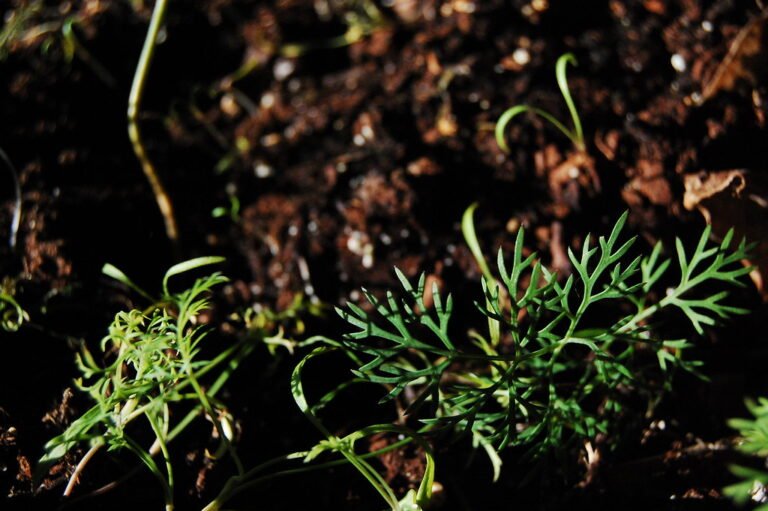 Close-up of young green plants with delicate leaves emerging from dark soil.