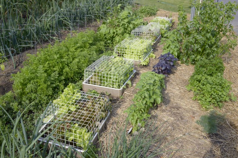 A vegetable garden with various plants and protective wire cages over some of the beds, surrounded by mulched paths, in daylight.