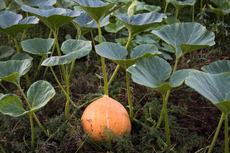 A single orange pumpkin lying on the ground with large green leaves and stems growing around it in a pumpkin patch.