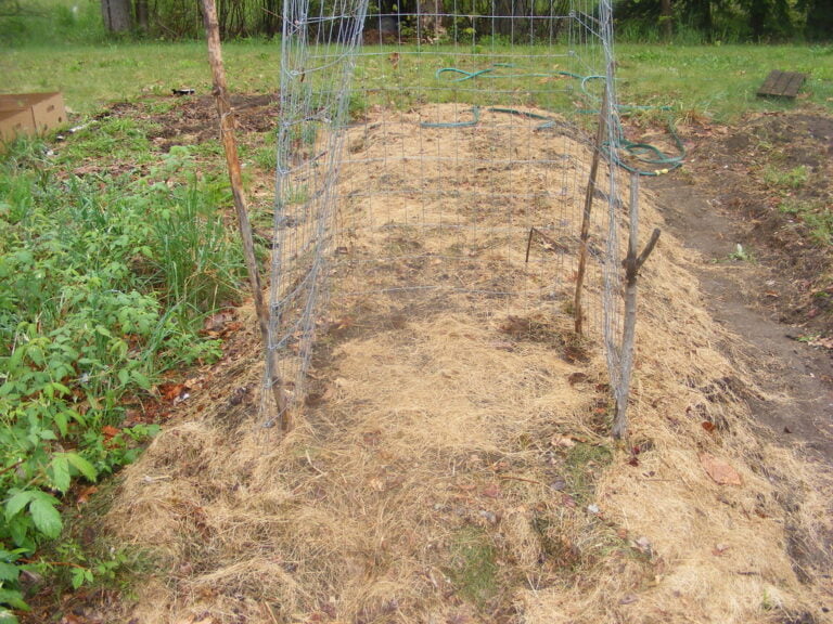 Alt text: A vegetable garden with a cylindrical wire trellis supported by wooden stakes. The ground is covered with straw mulch, with some green plants growing on the periphery.