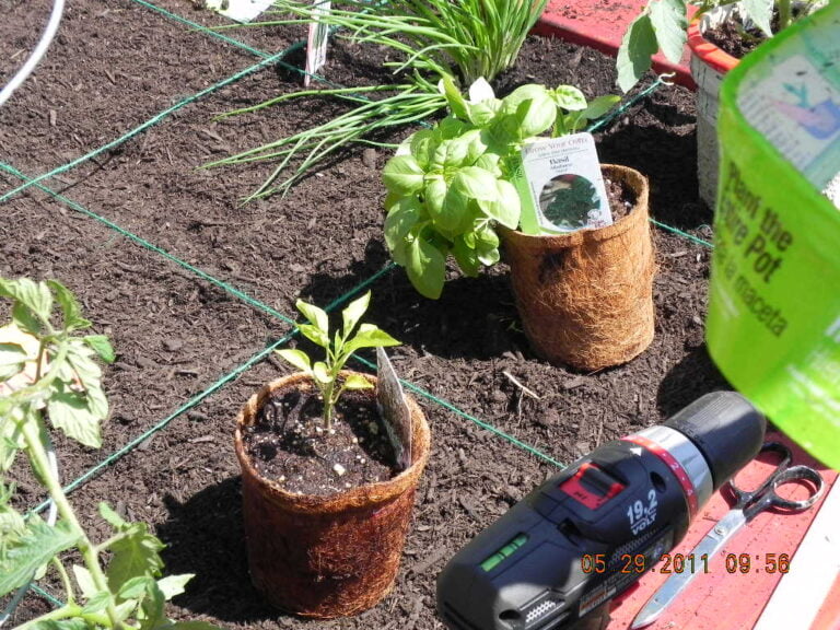 A vegetable garden with plants growing in coconut coir pots and a cordless drill, scissors, and gloves on the soil, taken in bright daylight with a timestamp indicating May 29, 2011, in the lower right corner.