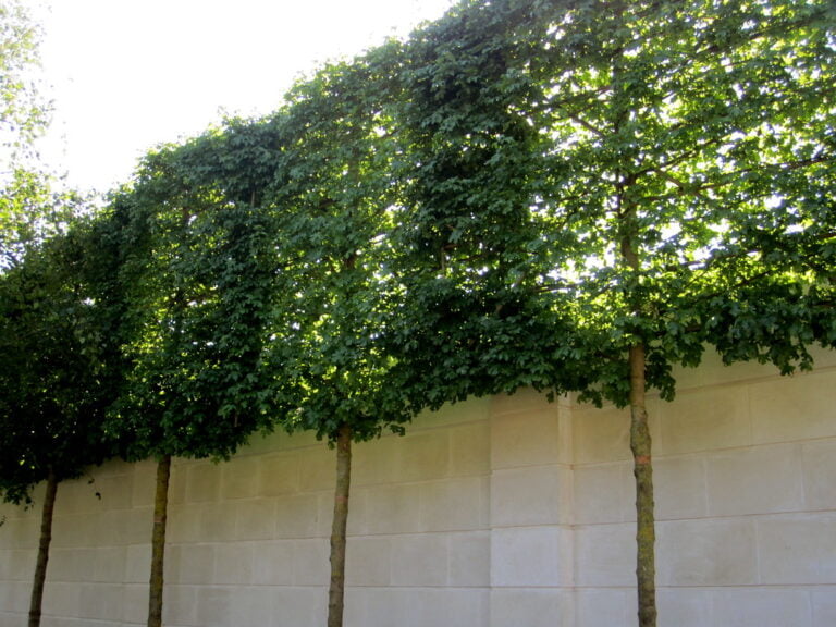 Row of neatly trimmed trees with lush green canopies overhanging a light-colored stone wall, in a well-lit outdoor setting.