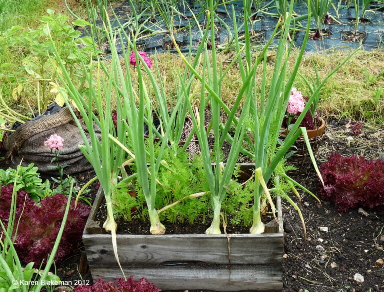 A wooden raised bed filled with growing onions, surrounded by various other plants including red lettuce and pink flowers, in a garden with a hessian bag and other containers in the background.