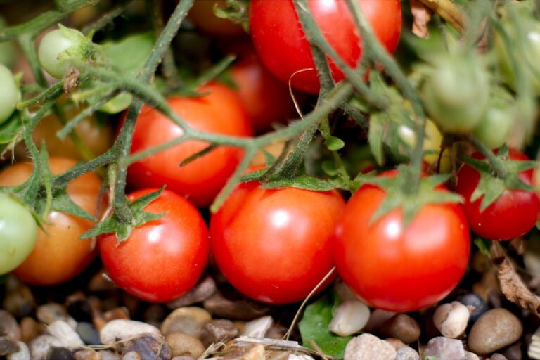 Ripe red cherry tomatoes on the vine with a mix of unripe green ones, against a background of small pebbles.