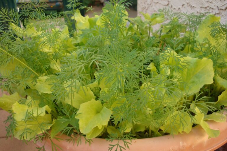 A close-up of a terracotta pot filled with green leafy lettuce and feathery dill plants.