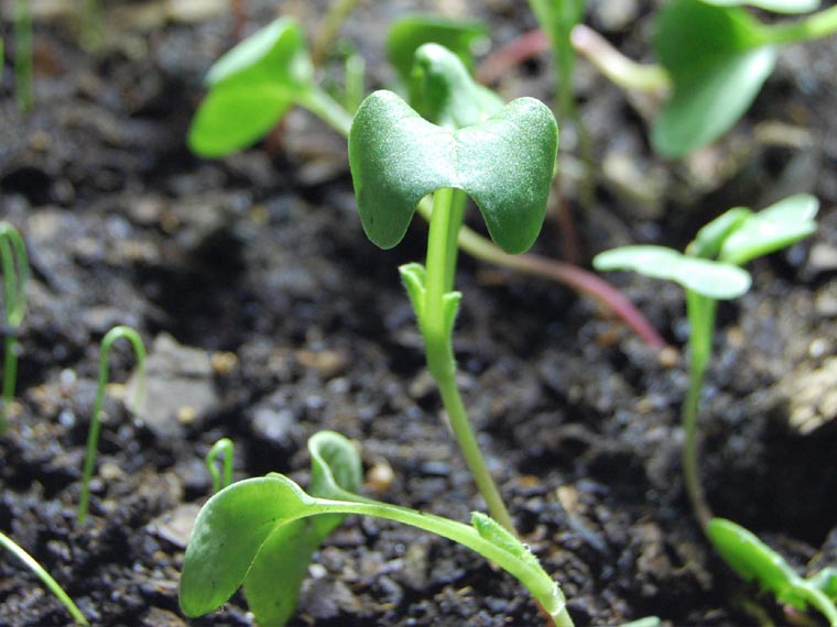 The Germination Period of Radishes: A Detailed Guide – Planting Guys