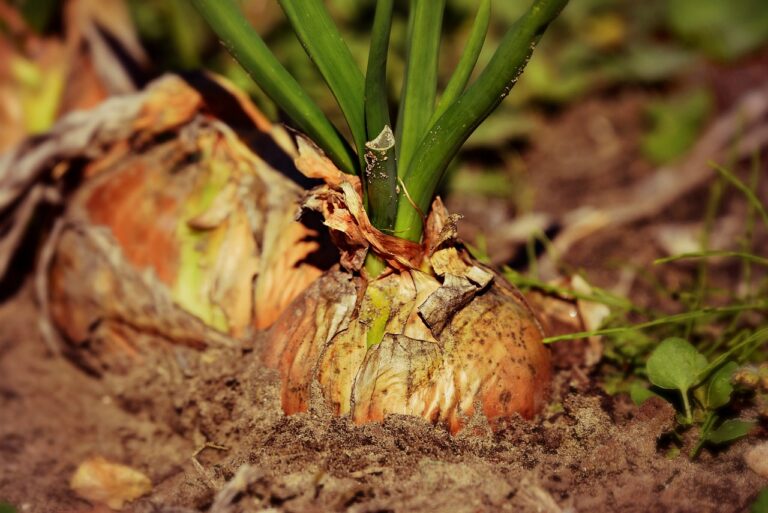 Onion bulbs partially buried in soil with green shoots growing out of the top.