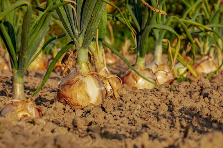 Onions growing in soil with green tops and bulbs partially exposed above ground.