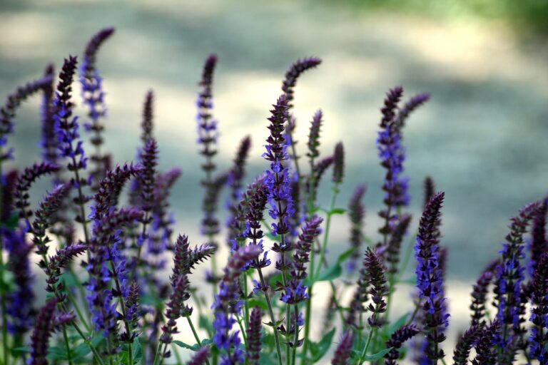 A close-up of purple salvia flowers with a softly blurred background.